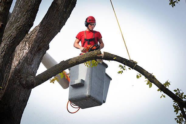 Why Choose Our Tree Removal Services in El Cajon, CA?